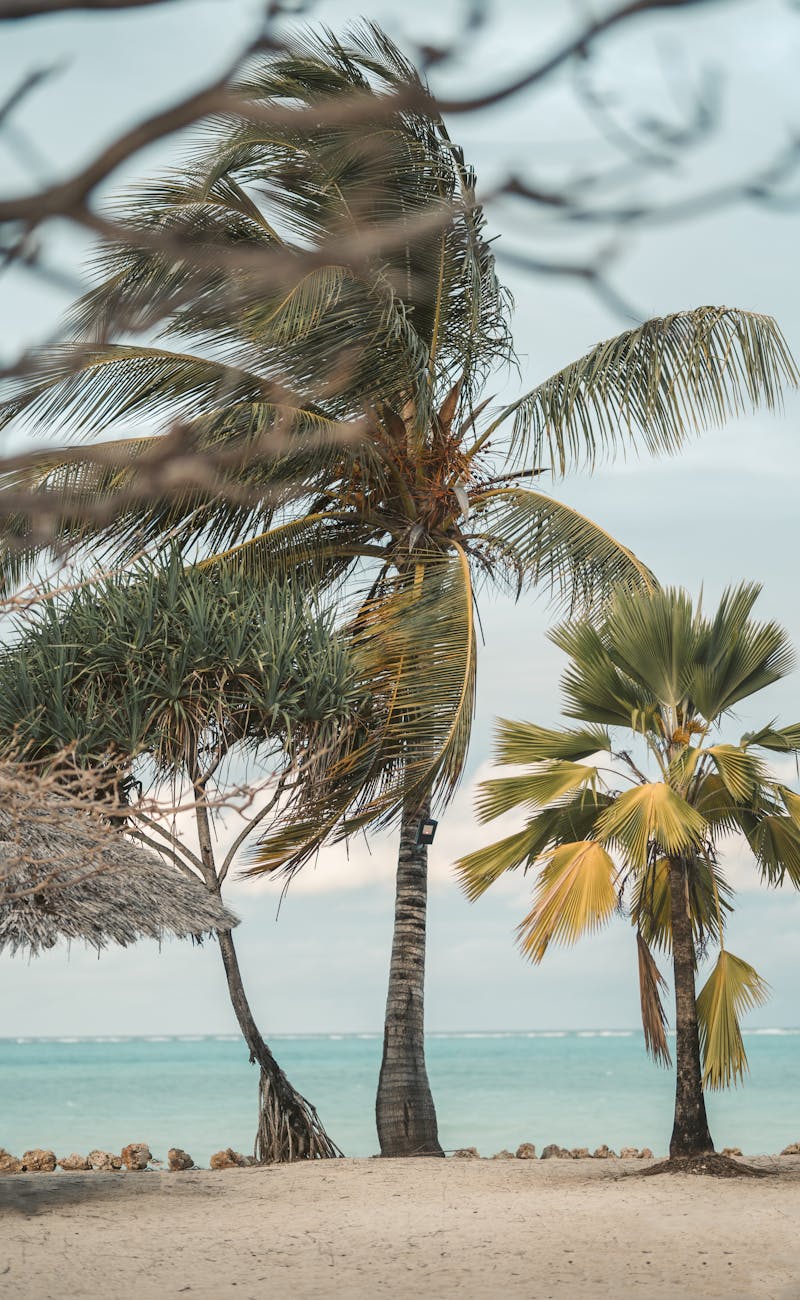 Zanzibar beach with palm trees